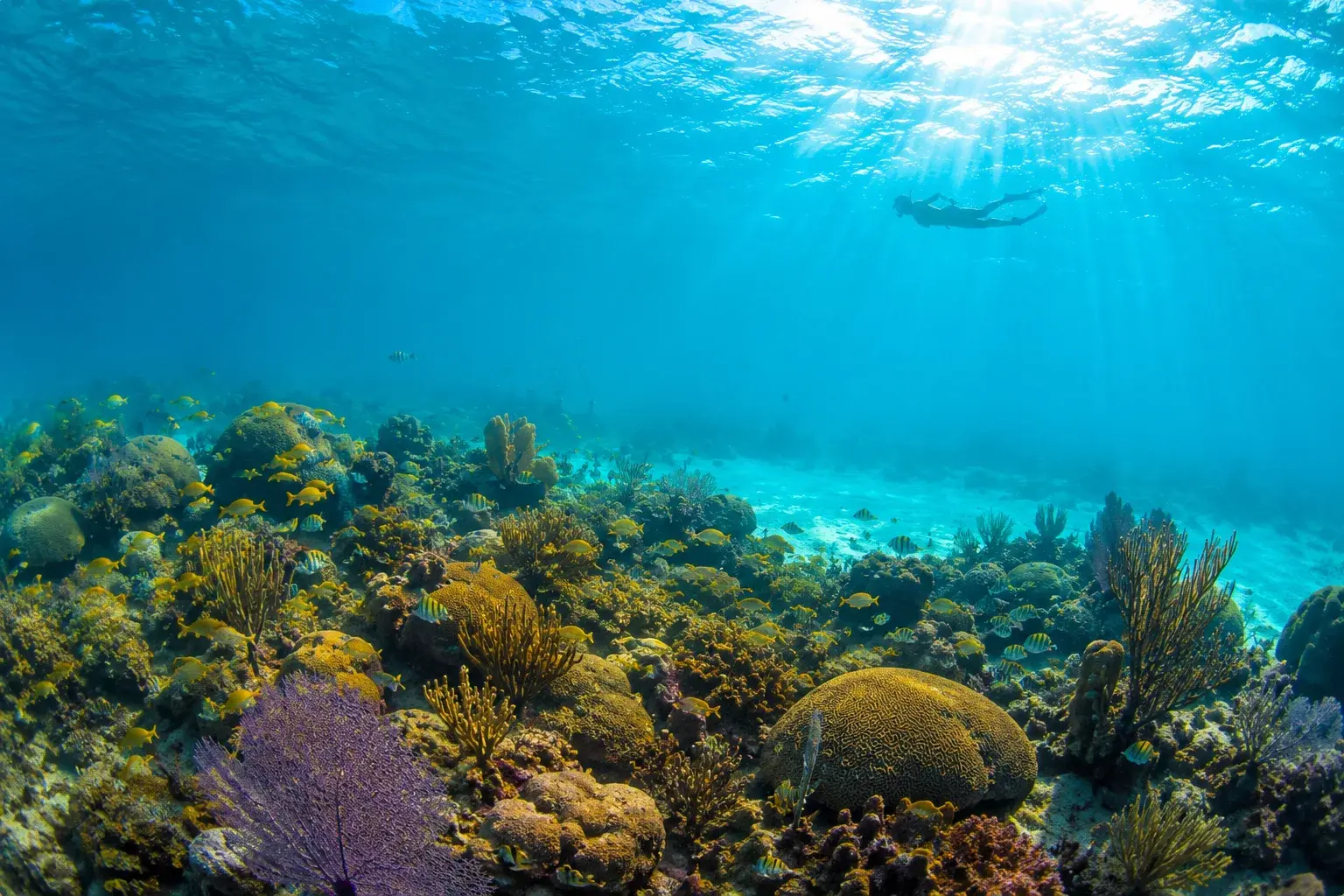 Adventure Quest artwork for the Pennekamp Reef Explorer adventure.
