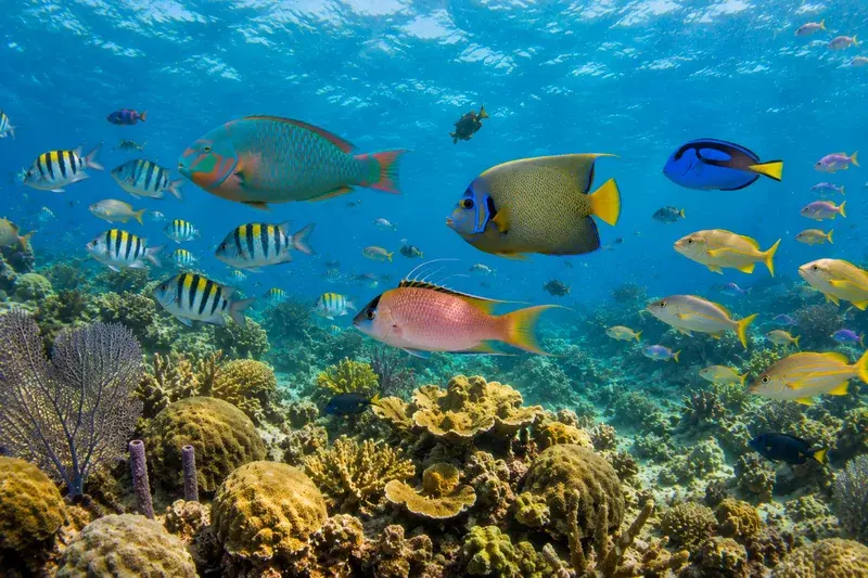 Adventure Quest artwork for the “Reef Fish Parade” mission in Pennekamp Reef Explorer.