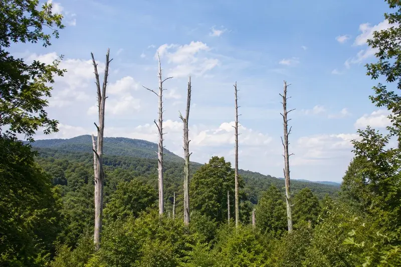 Adventure Quest artwork for the “Chestnut Gone” mission in Cades Cove Loop.