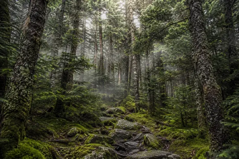 Adventure Quest artwork for the “Fraser Fir Forest” mission in Kuwohi — Top of the Smokies.
