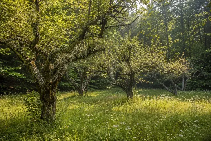 Adventure Quest artwork for the “Old Homestead Orchard” mission in Roaring Fork Motor Nature Trail.