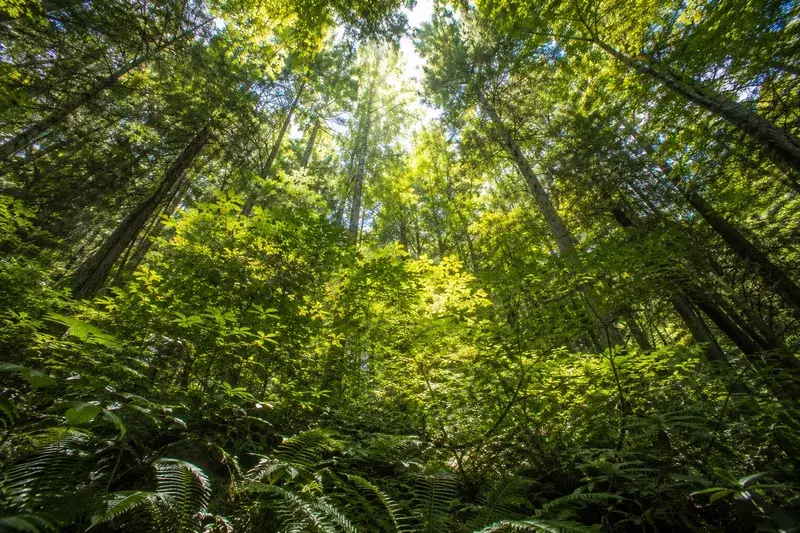 Adventure Quest artwork for the “Canopy Layers Above” mission in Roaring Fork Motor Nature Trail.