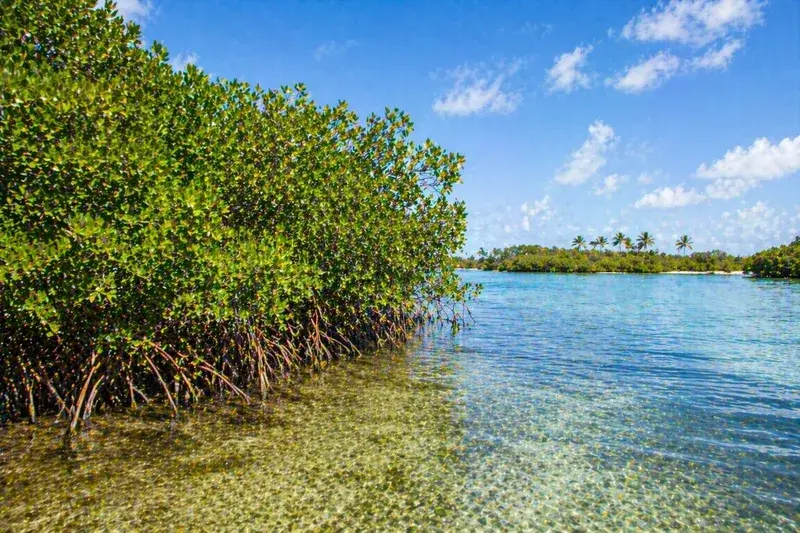 Adventure Quest artwork for the “Mangrove Edge” mission in Coastal South Florida.