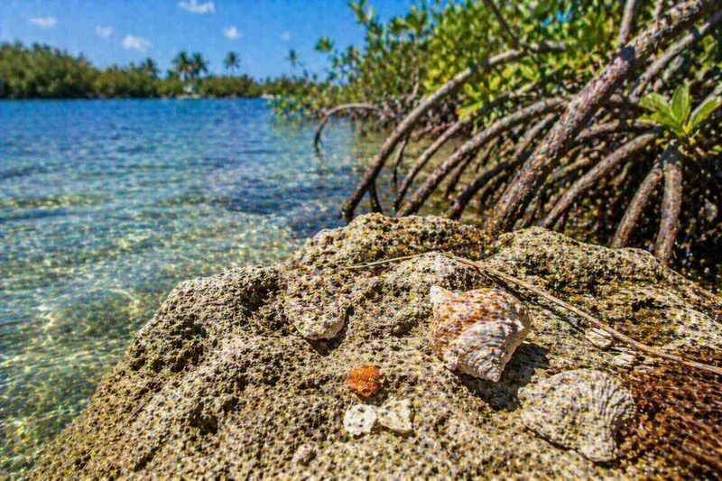 Adventure Quest artwork for the “Wind + Water” mission in Coastal South Florida.