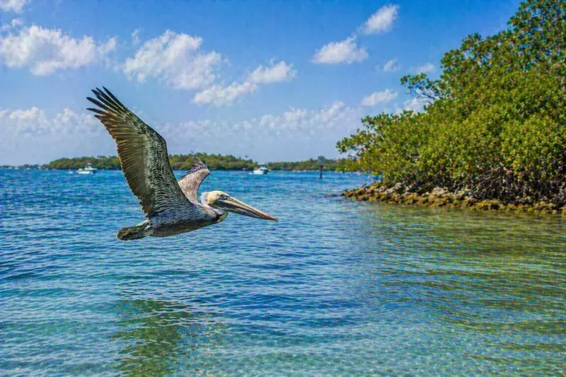 Adventure Quest artwork for the “Life at the Surface” mission in Coastal South Florida.