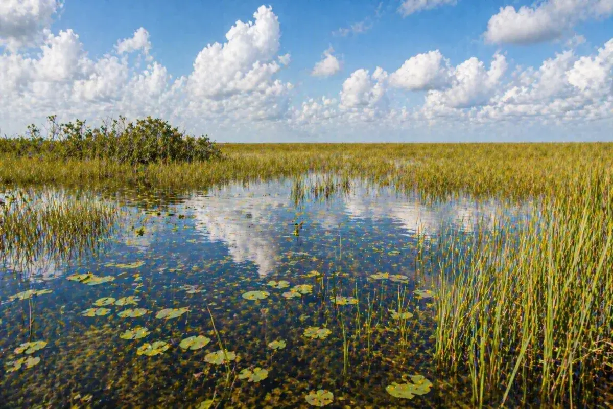 Adventure Quest card artwork for the Everglades Explorer adventure.