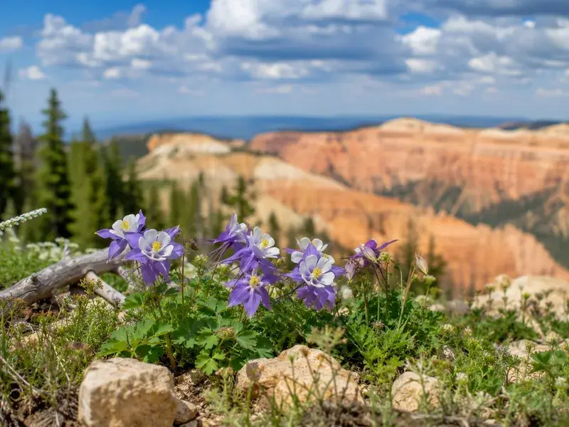 Adventure Quest artwork for the “Wildflower Watch” mission in Cedar Breaks Overlook Quest.