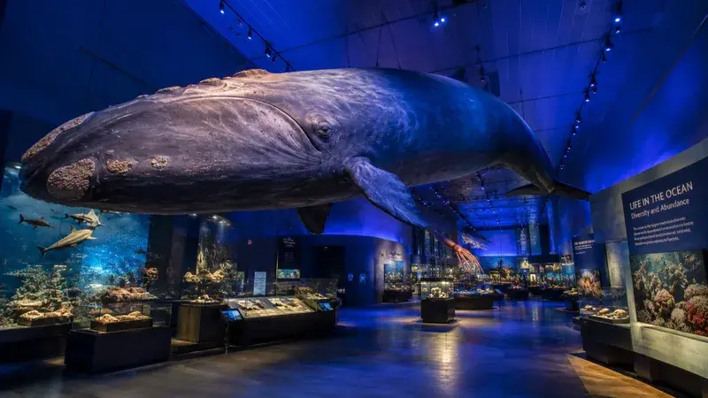Adventure Quest artwork for the “Deep Ocean World” mission in Natural History Museum.