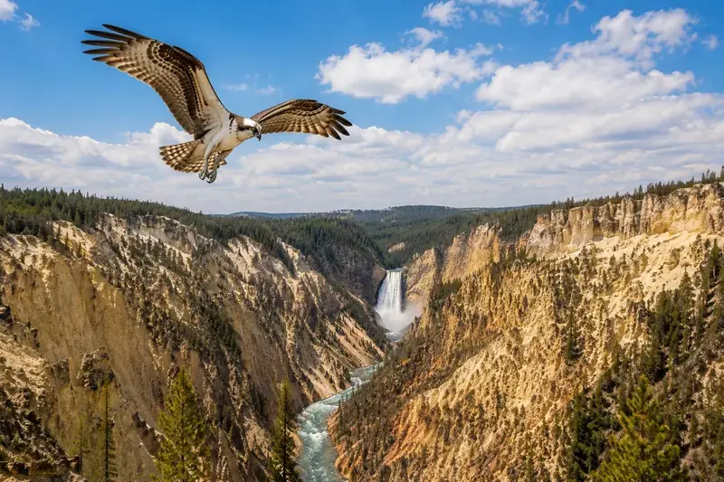 Adventure Quest artwork for the “Osprey Above the Falls” mission in Grand Canyon & Falls.