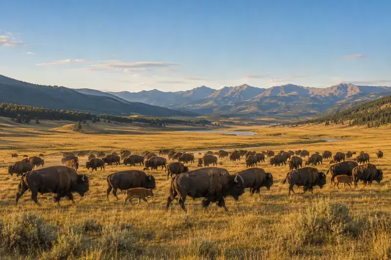 Adventure Quest artwork for the “The Bison Herd” mission in Lamar Valley.