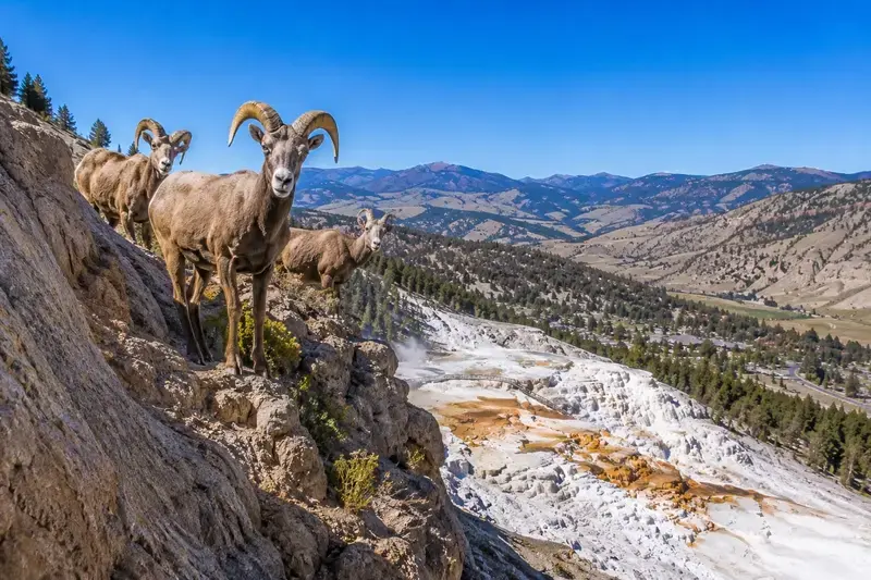 Adventure Quest artwork for the “Bighorn on the Cliffs” mission in Mammoth Hot Springs.