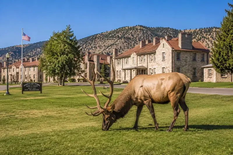 Adventure Quest artwork for the “Elk in the Town” mission in Mammoth Hot Springs.