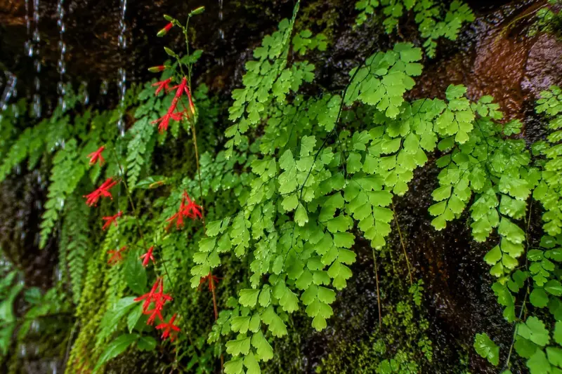 Adventure Quest artwork for the “Fern and Flower” mission in Weeping Rock.