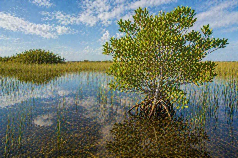 Adventure Quest artwork for the “Rooted in Water” mission in Everglades Explorer.