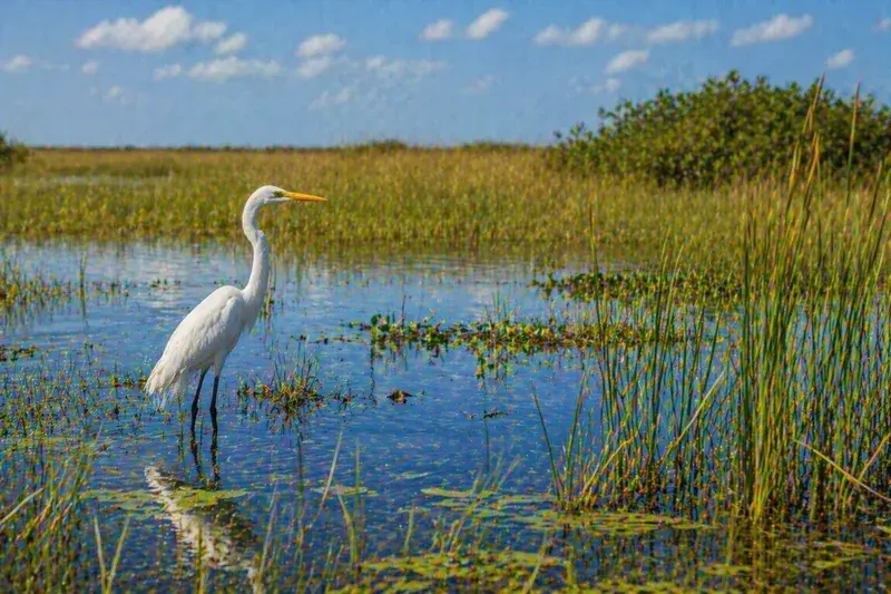 Adventure Quest artwork for the “Bird Watch” mission in Everglades Explorer.