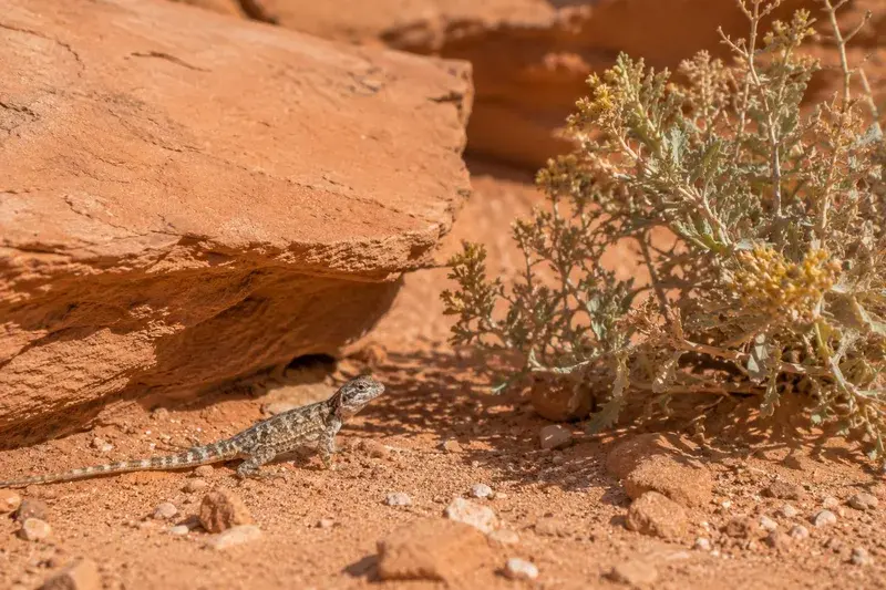Adventure Quest artwork for the “Desert Life” mission in Capitol Reef Canyon Explorer.